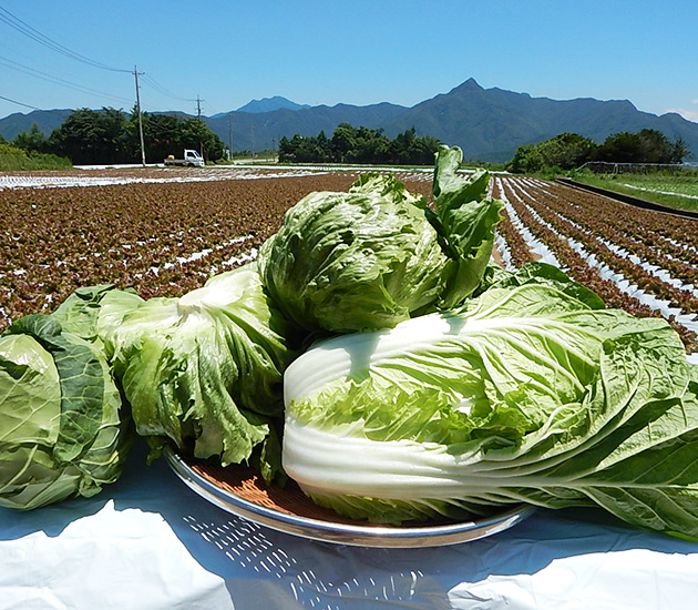 みなみまきむらの野菜